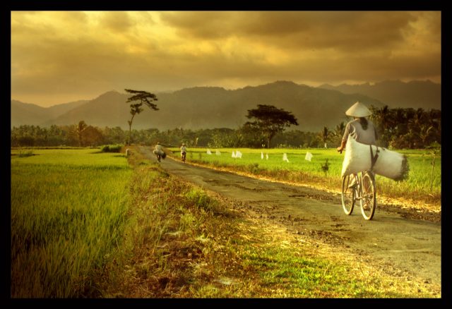 Penulis: Aris Widodo