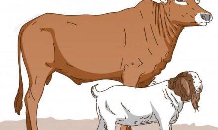 Menyembelih Leher-leher “Kambingisme” dan “Lembuisme”