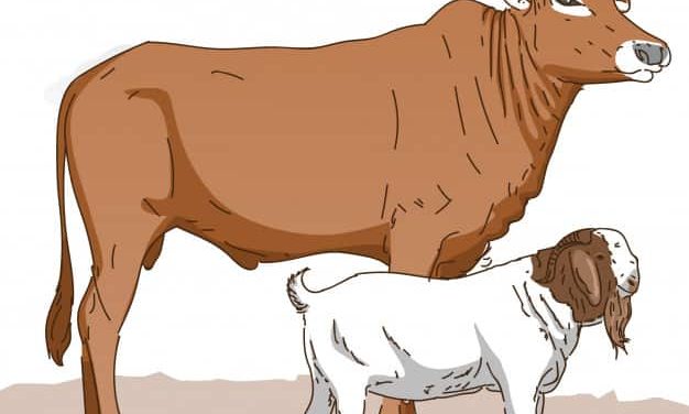 Menyembelih Leher-leher “Kambingisme” dan “Lembuisme”